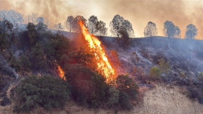 Manisa’da maki yangını: 30 dönlümlük alan zarar gördü