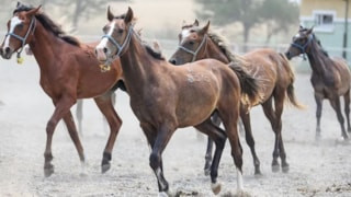 TİGEM 26 safkan Arap koşu tayı satacak
