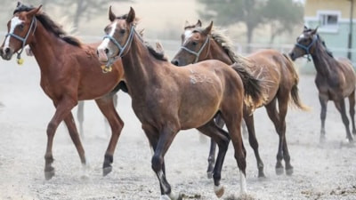 TİGEM 26 safkan Arap koşu tayı satacak