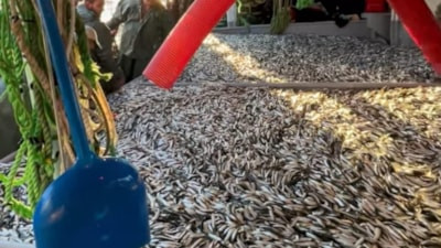 Çanakkale’de balıkçılar bin 500 kasa sardalya avladı