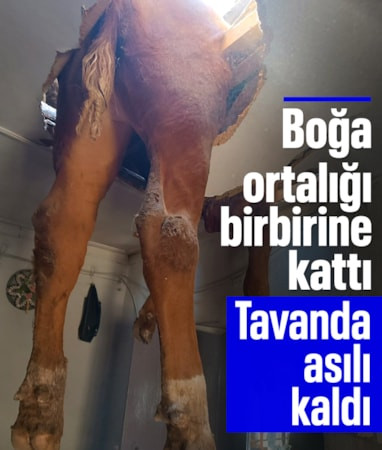 Aydın'da evin çatısına uçan damızlık boğa maddi hasara yol açtı