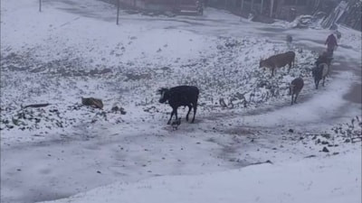Sezonun ilk karı Rize'deki Tahpur Yaylası'na yağdı