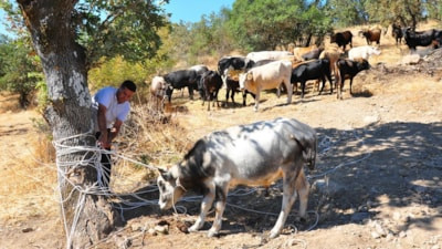 Manisa'da sürüden kaçan 6 sığırını 5 ay sonra buldu