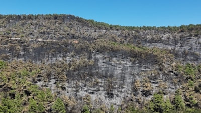 Muğla'da alevler geriye acı bir tablo bıraktı