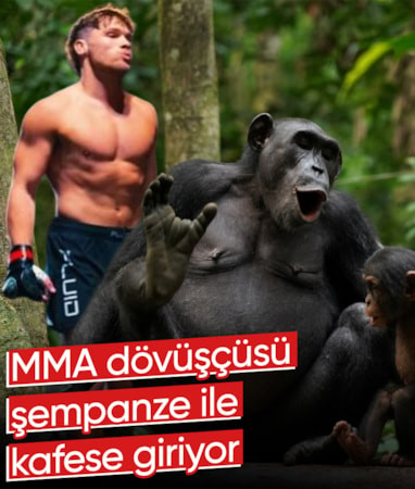 MMA dövüşçüsü Cole Johnson şempanzeyle dövüşeceğini açıkladı: Karşılaşma 11 Eylül’de