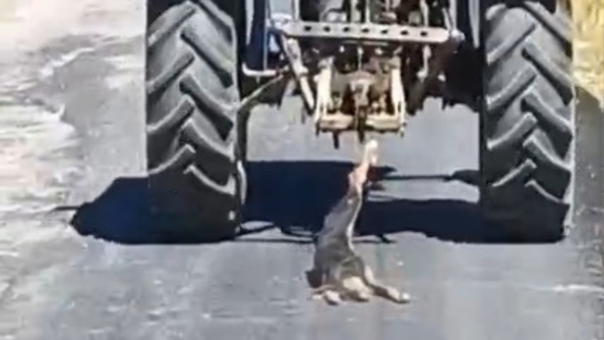 Kahramanmaraş'ta köpeği traktöre bağlayarak sürükledi