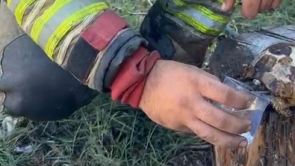 Hatay'da alevlerin içinde kalan kaplumbağayı kurtardı