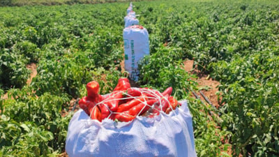 Adana'da salçalık biberi önce hırsızlar hasat etti