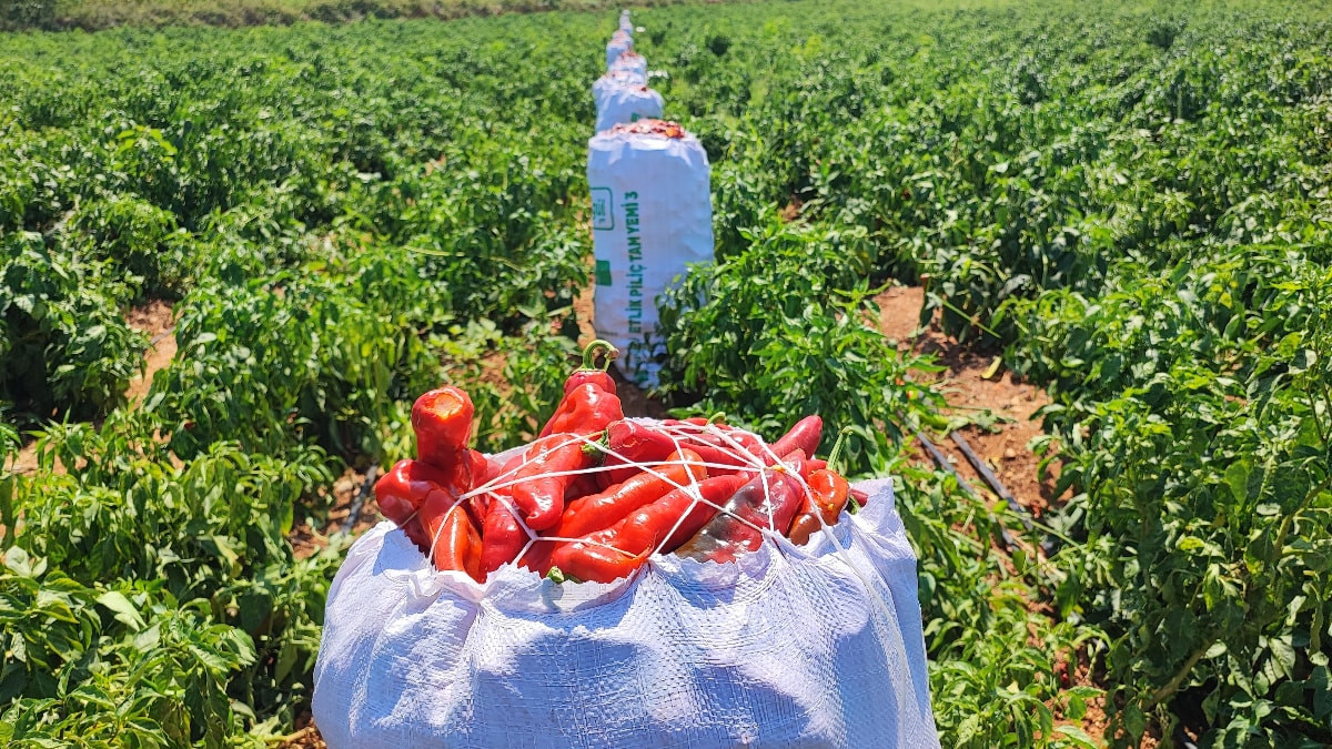 Adana'da salçalık biberi önce hırsızlar hasat etti