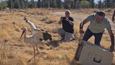 Eskişehir'de ölen eşinin başında 5 gün bekledi: Tedavisi sonrası doğaya salındı