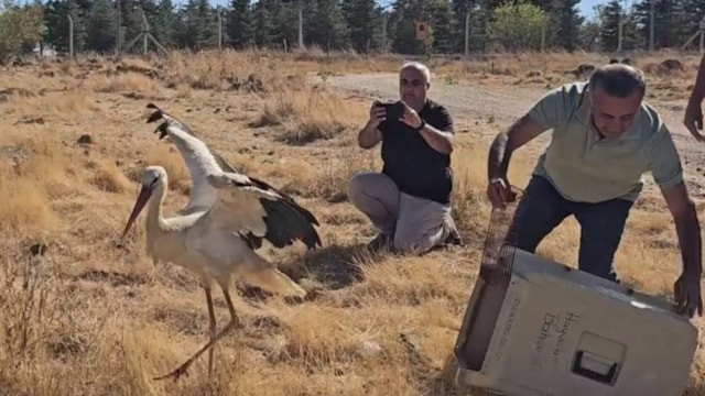 Eskişehir'de ölen eşinin başında 5 gün bekledi: Tedavisi sonrası doğaya salındı