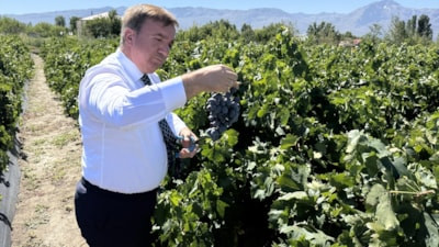 Erzincan Valisi Aydoğdu, Cimin üzümünün hasadına katıldı