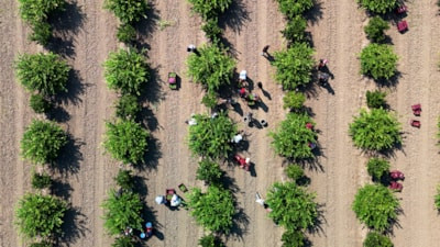 Adana'da limon hasadı başladı: 710 bin ton rekolte bekleniyor
