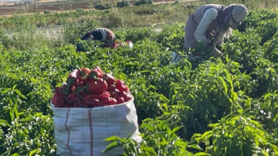 Şanlıurfa'da tarlalardan sofralara acı yolculuk başladı