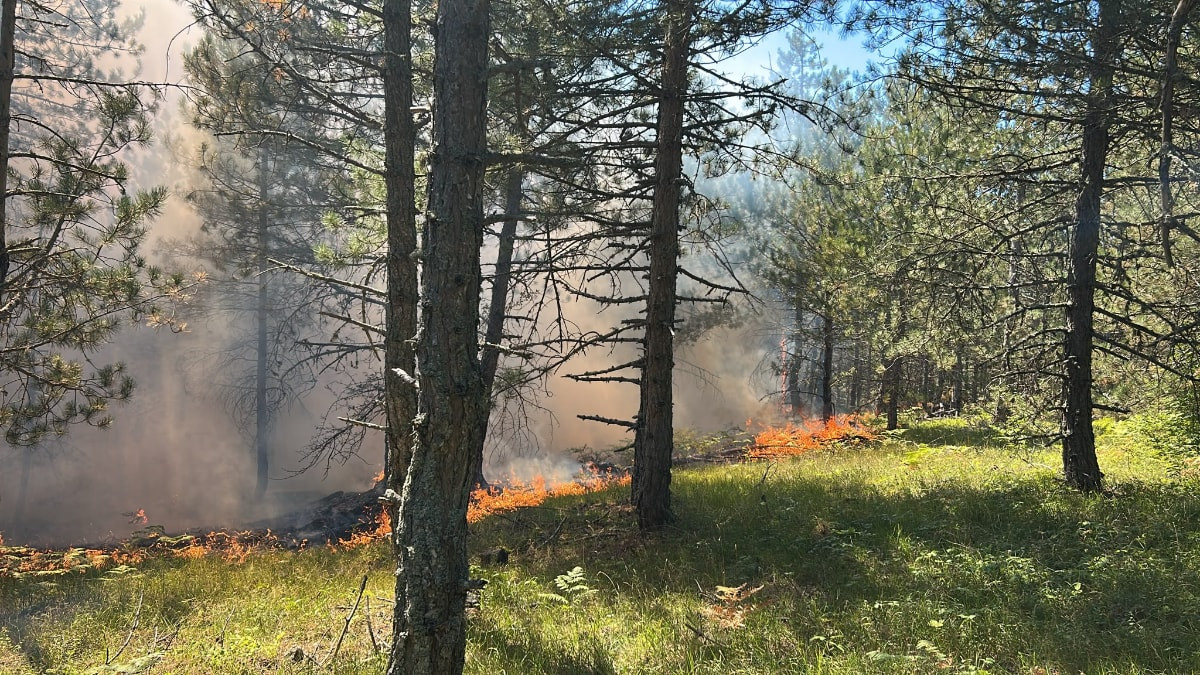 Bolu'da çıkan yangına müdahale edildi