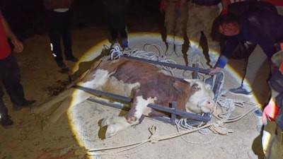 Erzincan’da büyükbaş hayvan uçuruma yuvarlandı