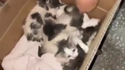 Erzurum'da koli içinde bırakılan yavru kediler için mahalleli seferber oldu
