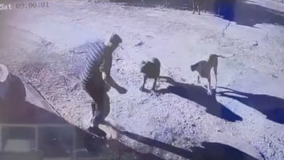 İstanbul'da başıboş köpekler yaşlı adama saldırdı
