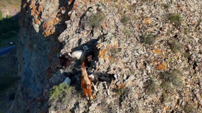 Erzurumlu 'tekno çoban', keçilerini drone ile sarp kayalıklardan kurtarıyor