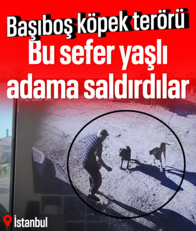 İstanbul'da başıboş köpekler yaşlı adama saldırdı