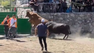 Artvin'de rakibinden kaçan boğa arenanın kapısından atlayarak kaçtı