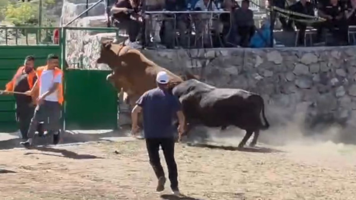 Artvin'de Rakibinden kaçan boğa arenanın kapısından atlayarak kaçtı