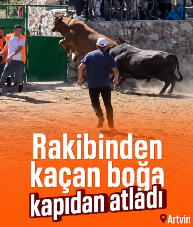 Artvin'de rakibinden kaçan boğa arenanın kapısından atlayarak kaçtı