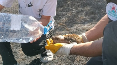 Nevşehir'de yangında yaralanan kirpiyi itfaiye ekipleri hayata döndürdü