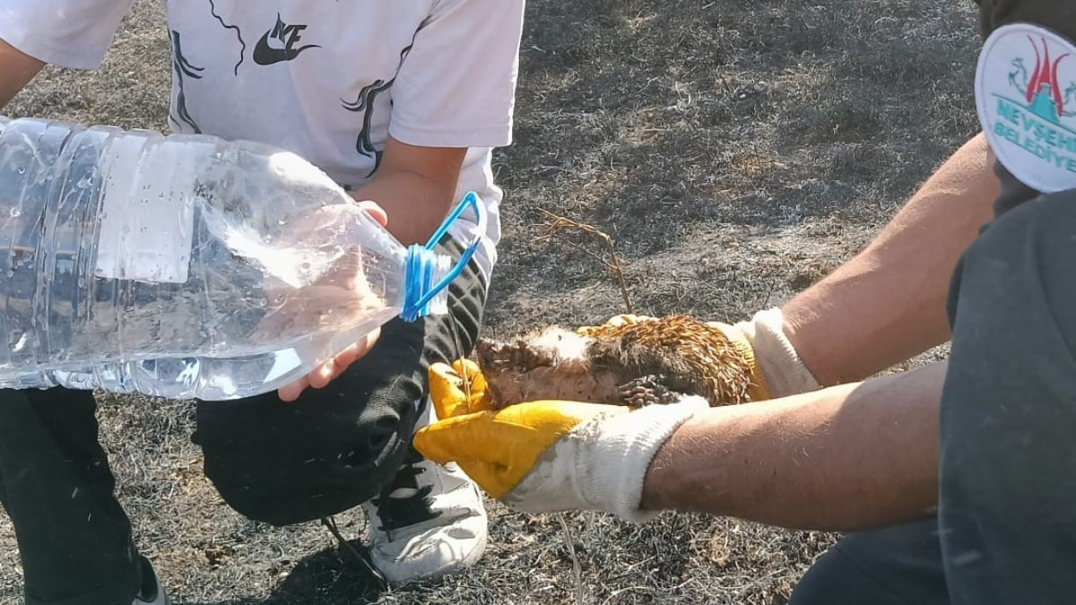 Nevşehir'de yangında yaralanan kirpiyi itfaiye ekipleri hayata döndürdü