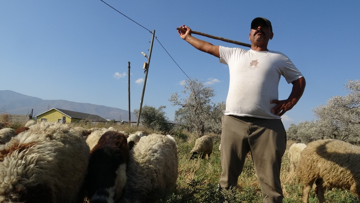 Hatay'da çoban maaşları gündemde
