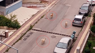 Samsun'da başıboş köpek tedirginliği