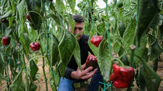 Üç tarım ilacının imalat,  ithalat ve kullanımına son verilecek