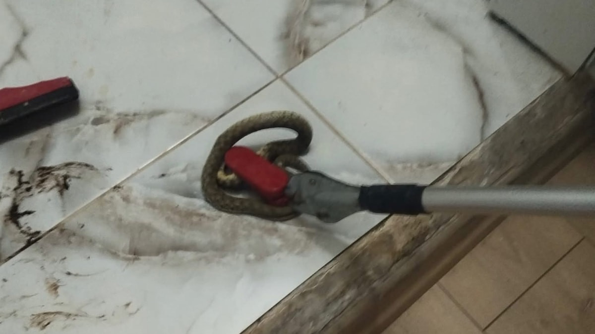 Hatay'da yerleşim yerlerinde yılan paniği