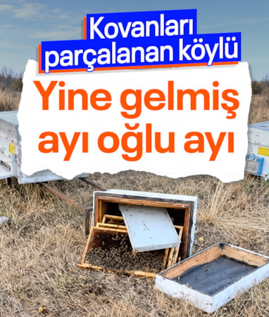 Konya’da ayılar arı kovanlarını parçaladı