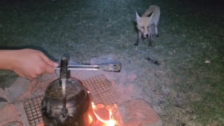 Bitlis’te piknik sofrasına davetsiz misafir
