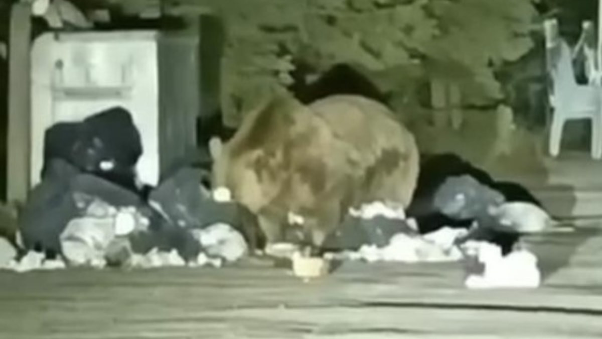 Uludağ’da aç kalan ayı, çöp konteynerinde yiyecek aradı