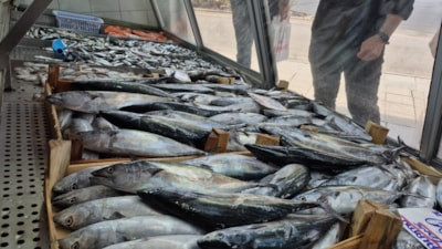 Palamut ve hamsi bolluğu balık tezgahlarını şenlendirdi