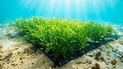 Okyanusun dibine plastik deniz otu koydular: Ortaya çıkan sonuç şaşırttı