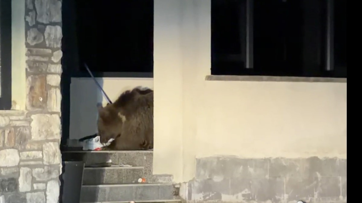 Kars'ta ayı avluya girdi, aracında mahsur kaldı