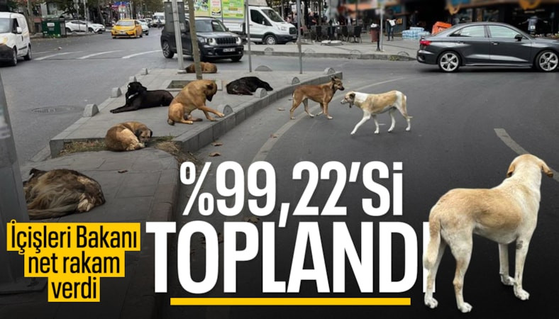 Mustafa Çiftçi: 1,5 ay sonra başıboş köpek sorunu kalmayacak