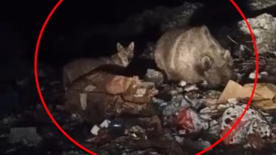 Bingöl’de ayı ve kurtlar, çöp konteynerlerinde yiyecek aradı