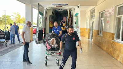 Sivas'ta ayı saldırısına uğrayan adam ağır yaralandı