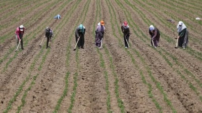 Çiftçilere 1,3 milyar liralık destek ödemesi