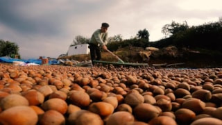 Ticaret Bakanlığı, Ordu ve Giresun'daki fındık borsalarını mercek altına aldı