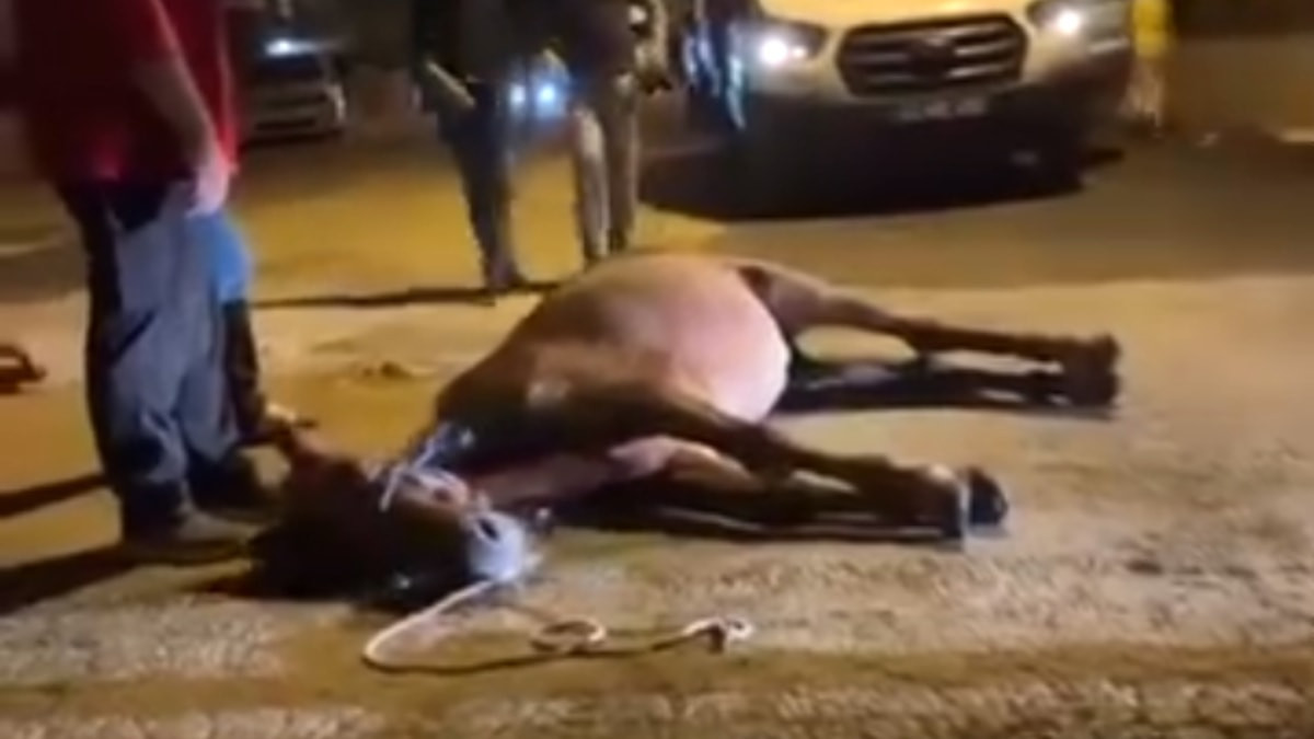 Edirne'de ata şiddet uygulayan iki kişi gözaltında