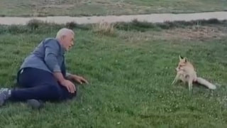 Bayburt'ta vatandaşın tilkiyle dostluğu kameraya yansıdı
