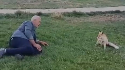 Bayburt'ta vatandaşın tilkiyle dostluğu kameraya yansıdı