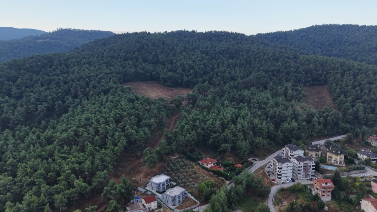 Bursa'da mahallede 'ayı' alarmı
