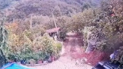 Düzce'de kurt dehşeti: Bahçedeki köpeğe saldırıp kaçtı