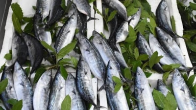 Palamut dondurucuda nasıl saklanır? Bu hata lezzetini ve dokusunu bozuyor